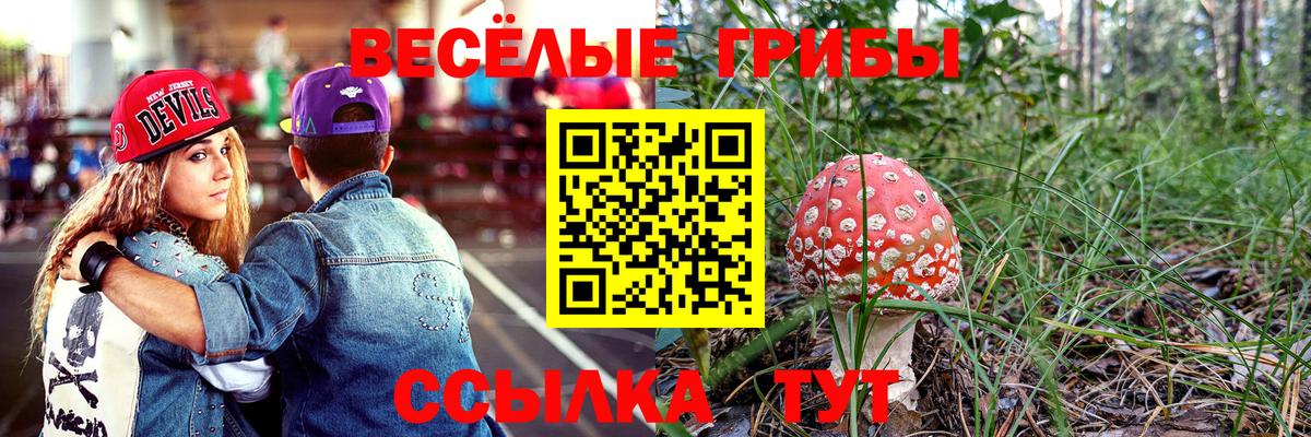 Галлюциногенные грибы Psilocybine cubensis Усть-Джегута